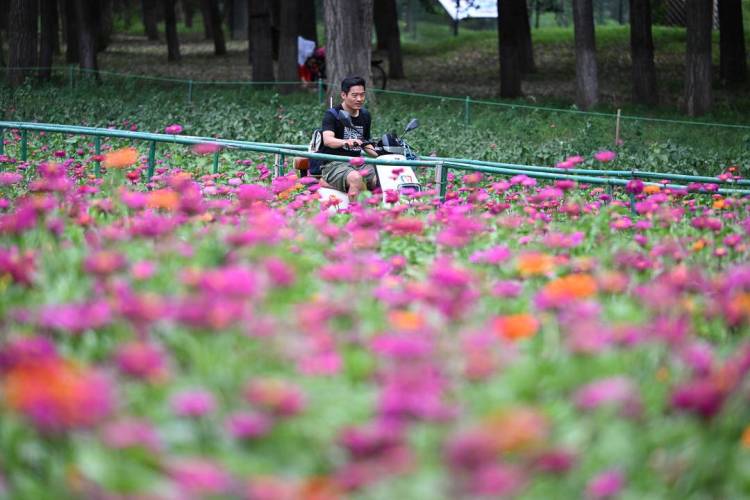 百日菊花海，夢幻打卡地