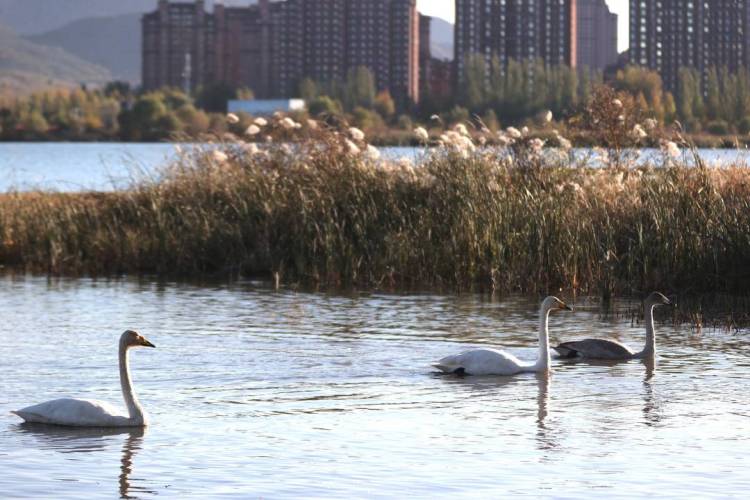 大批白天鵝現身朝陽城區