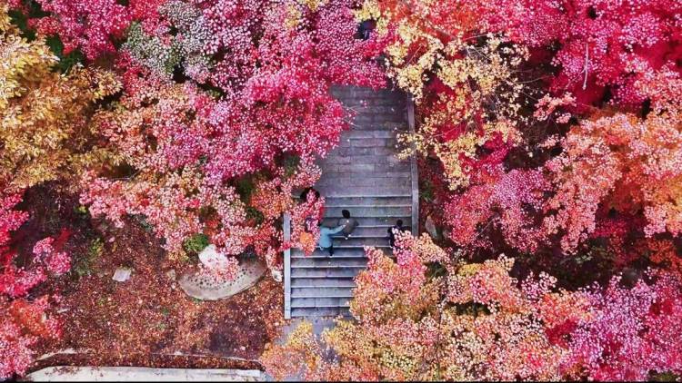 本溪：當初雪遇上楓葉