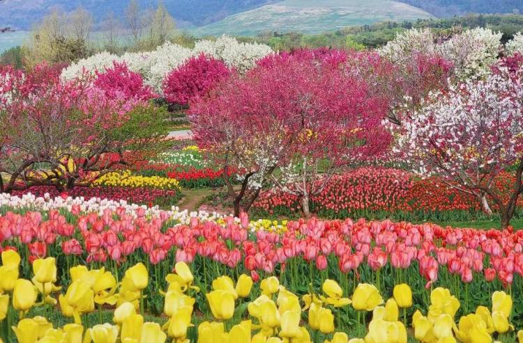 大連英歌石植物園化身“莫奈花園”