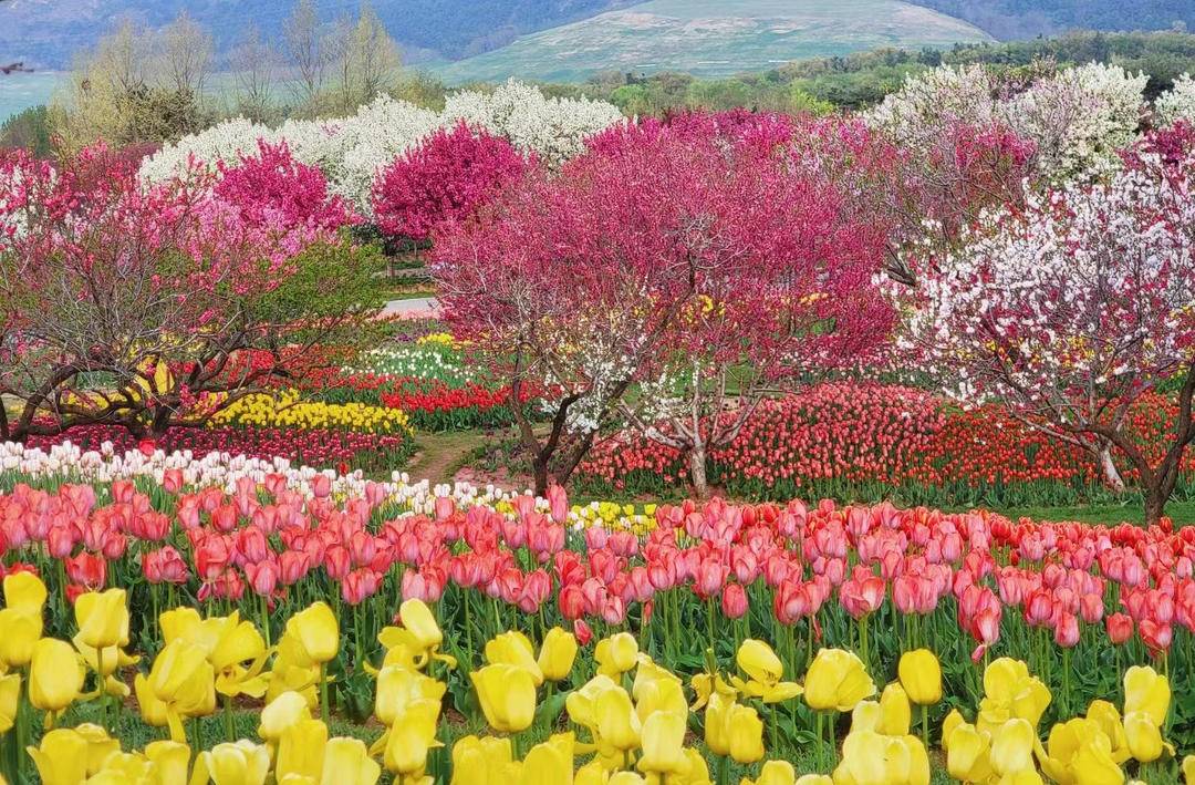 大連英歌石植物園化身“莫奈花園”