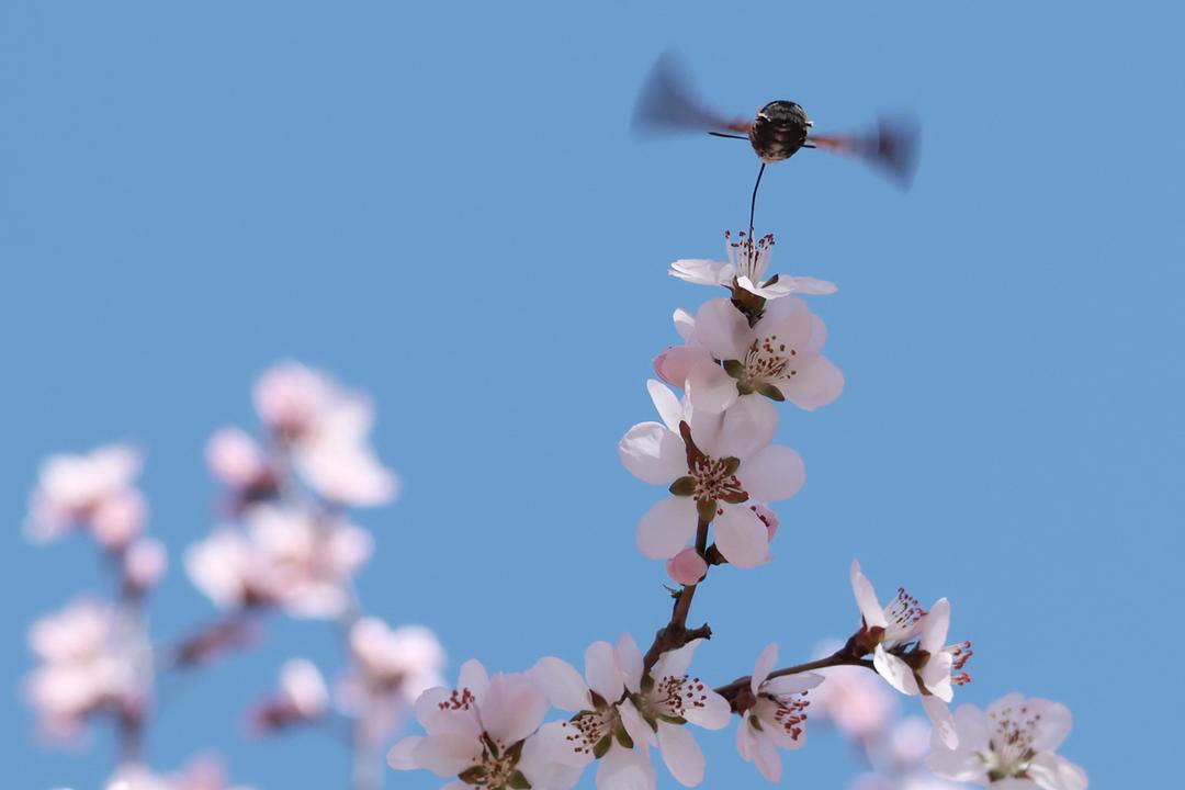 朝陽：蜂鳥鷹蛾戲桃花
