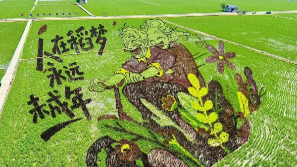 瀋陽：巨幅稻田畫“上新”