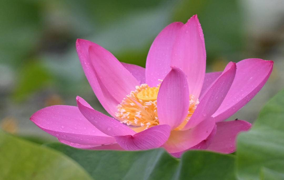 瀋陽：接天蓮葉碧，北塔觀雨荷