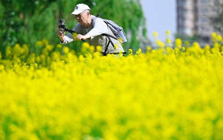 瀋陽：金色花海如夢似幻