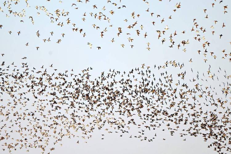 遼河口濕地現冬季鳥浪
