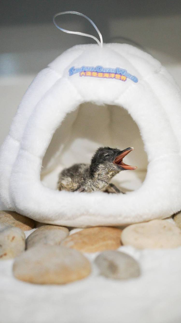 喜提“全國首只”!大連聖亞南極企鵝家族喜添丁