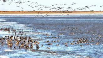 盤錦：成群候鳥壯觀遷徙