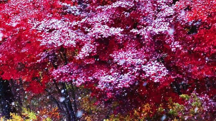 本溪：當初雪遇上楓葉