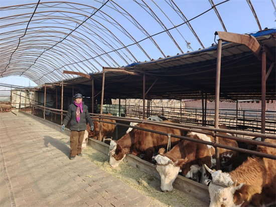 殘疾人創業帶頭人杜志梅:不服輸的“養牛大姐”_fororder_黃非殘聯