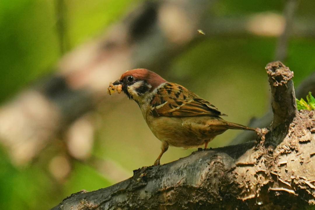 朝陽：仲夏時節，鳥兒齊聚