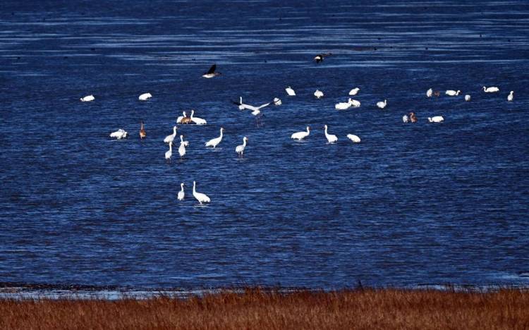 康平臥龍湖：候鳥翔集繪就生態絕美畫卷
