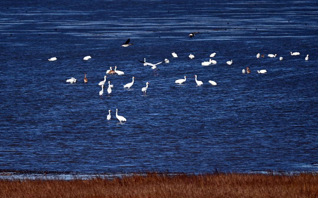 康平臥龍湖：候鳥翔集繪就生態絕美畫卷