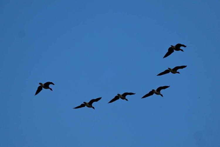 康平臥龍湖：候鳥翔集繪就生態絕美畫卷