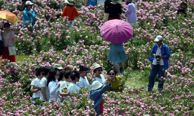 瀋陽：月季綻放引客來