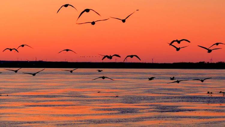 南遷候鳥小憩臥龍湖