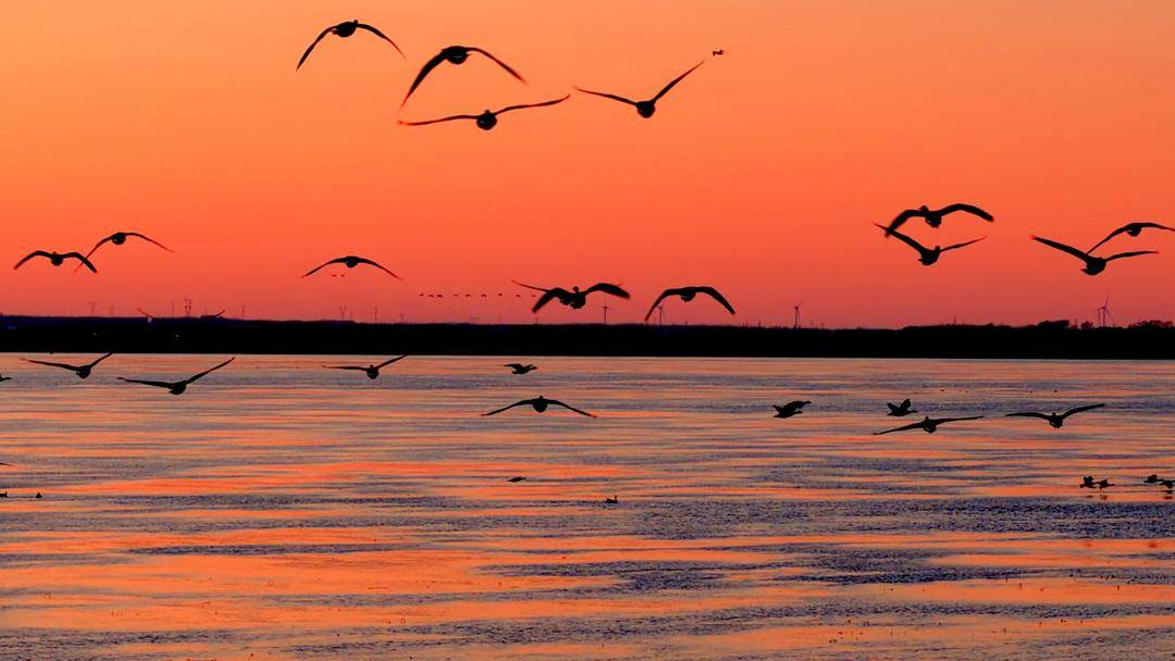 南遷候鳥小憩臥龍湖