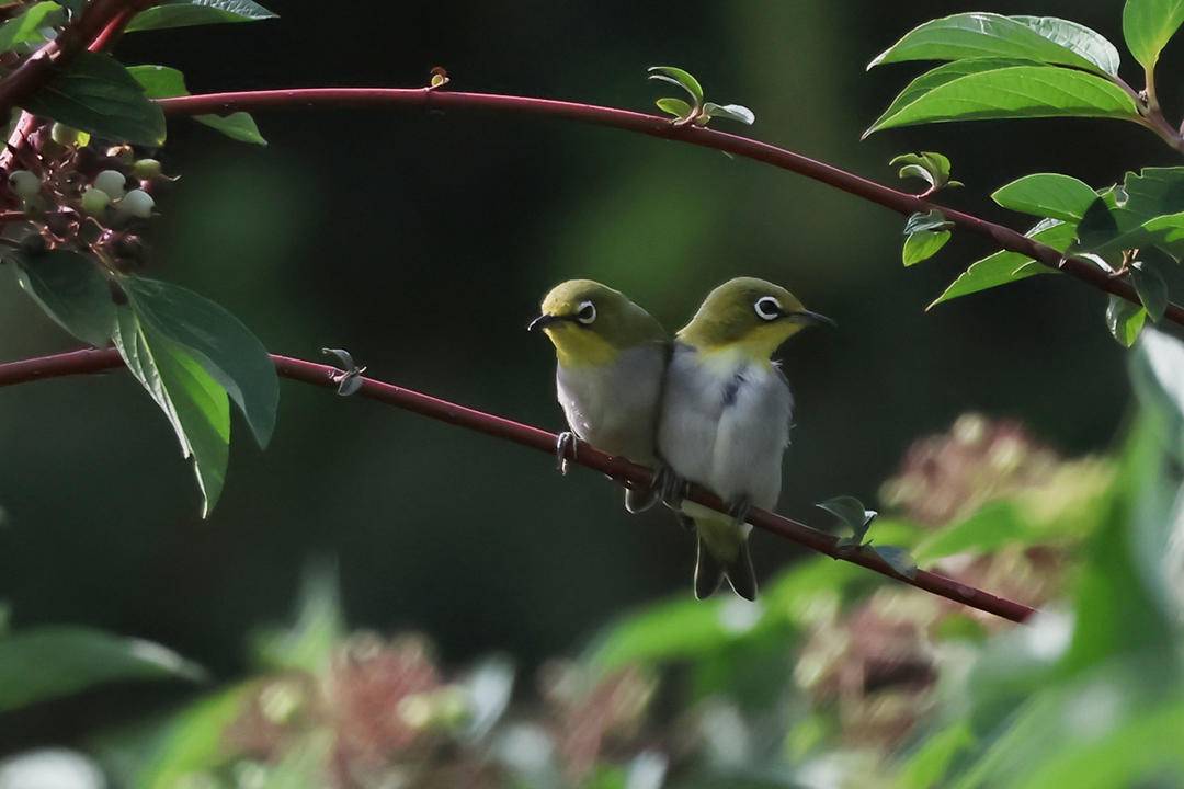 朝陽：可愛“白眼圈” 精緻繡眼鳥