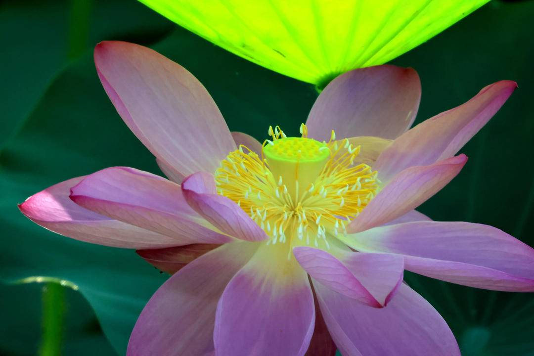 朝陽：荷花勝景，七月詩行