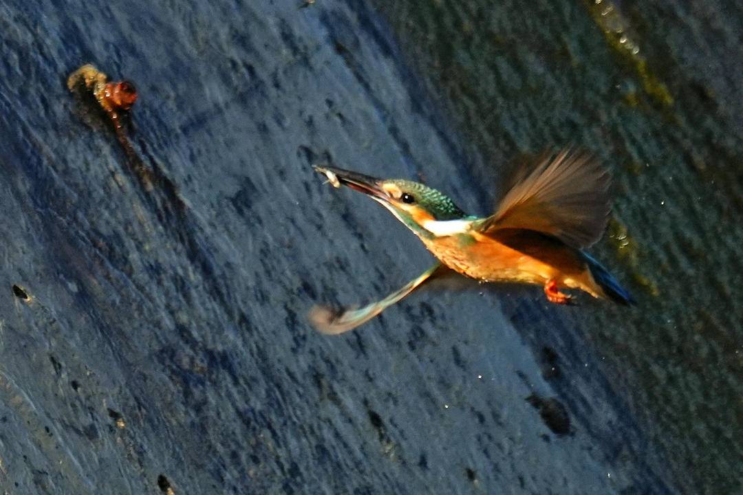 朝陽：秋景如畫， 翠鳥翩翩