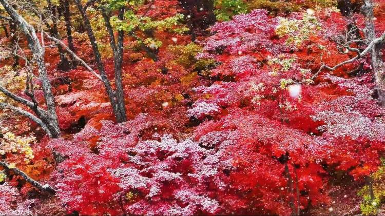 本溪：當初雪遇上楓葉
