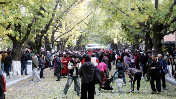 含“金”量超高!丹東金秋銀杏文化月啟動