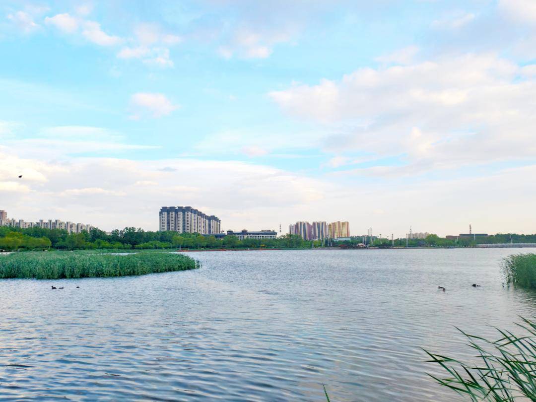 阜新玉龍湖：鳳頭䴙䴘育雛忙