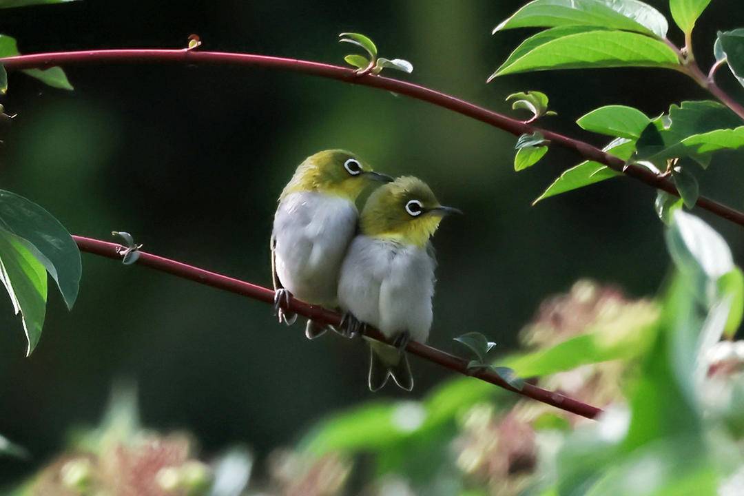 朝陽：可愛“白眼圈” 精緻繡眼鳥