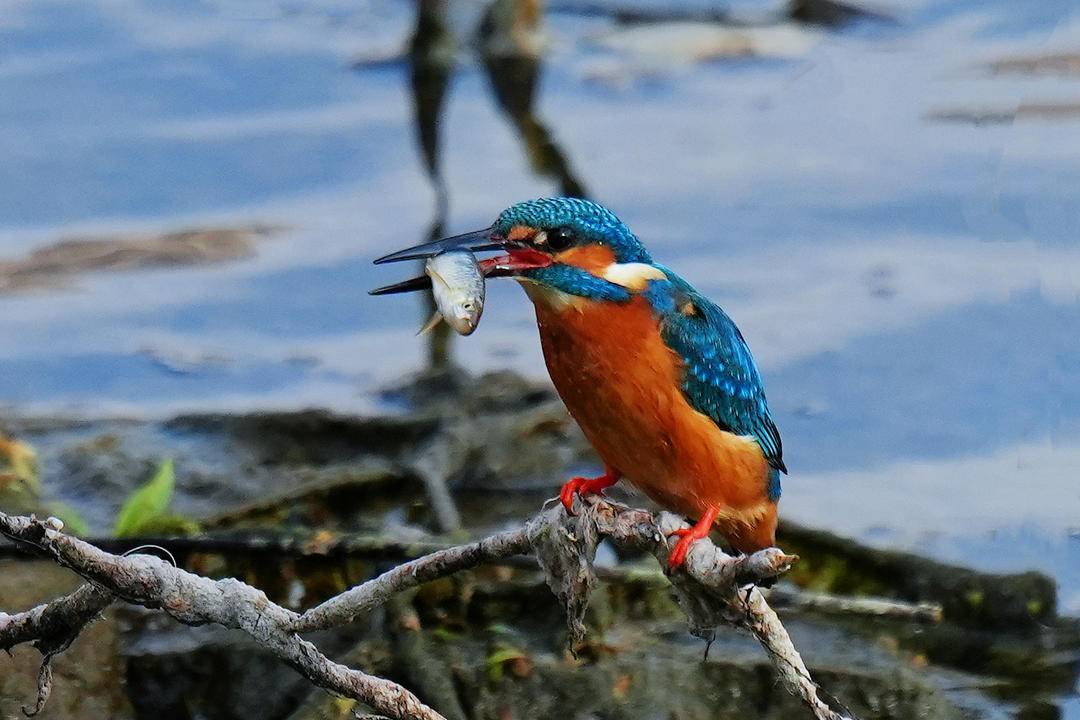 朝陽：翠鳥舞動大淩河