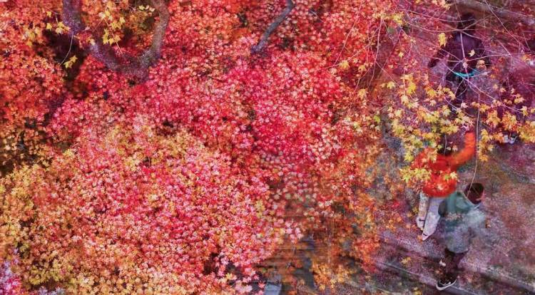 本溪：當初雪遇上楓葉