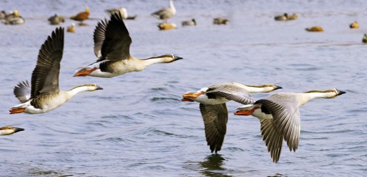 瀋陽：上千隻鴻雁聚集鳥島