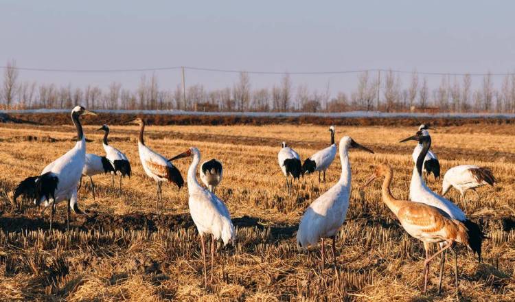 鶴群越冬遼河三角洲