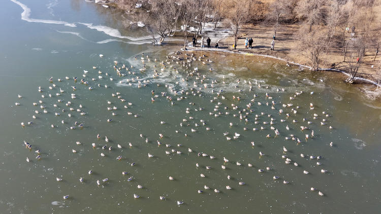 雁舞渾河岸 景繪瀋陽冬_fororder_轉載圖2