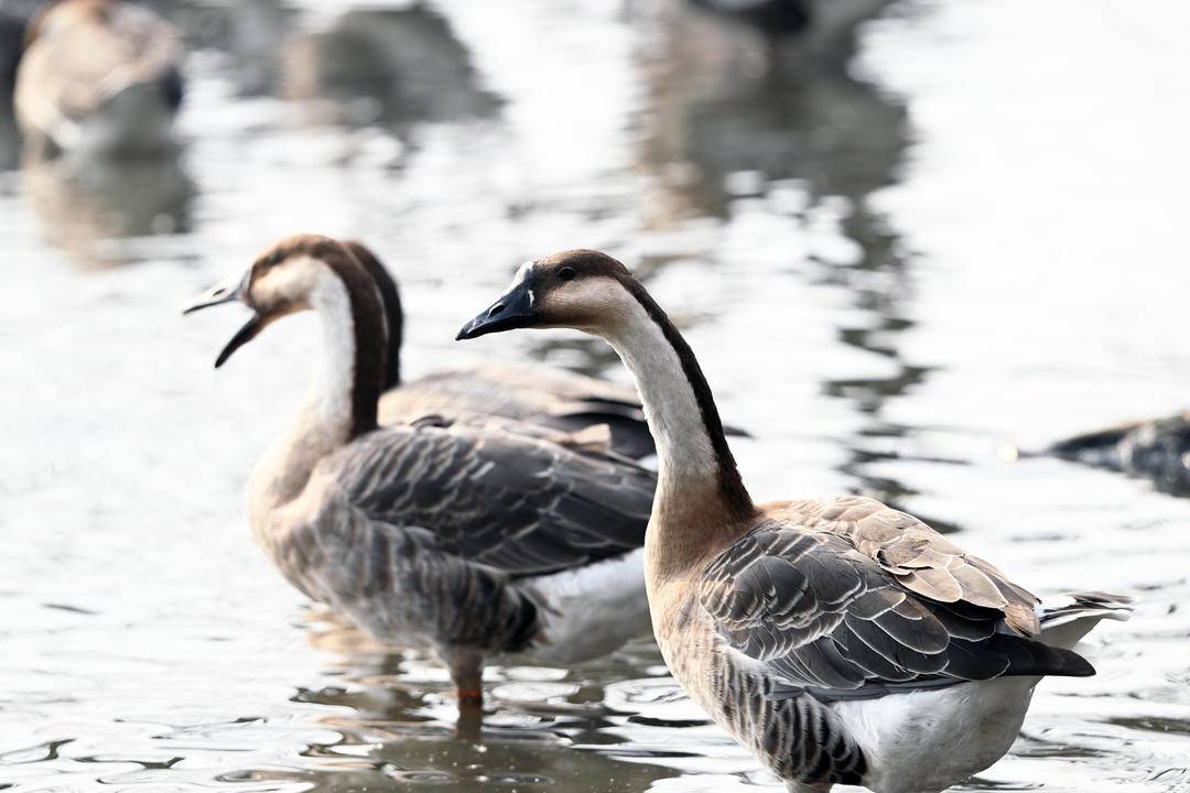 “雁”遇初冬，舞動渾河