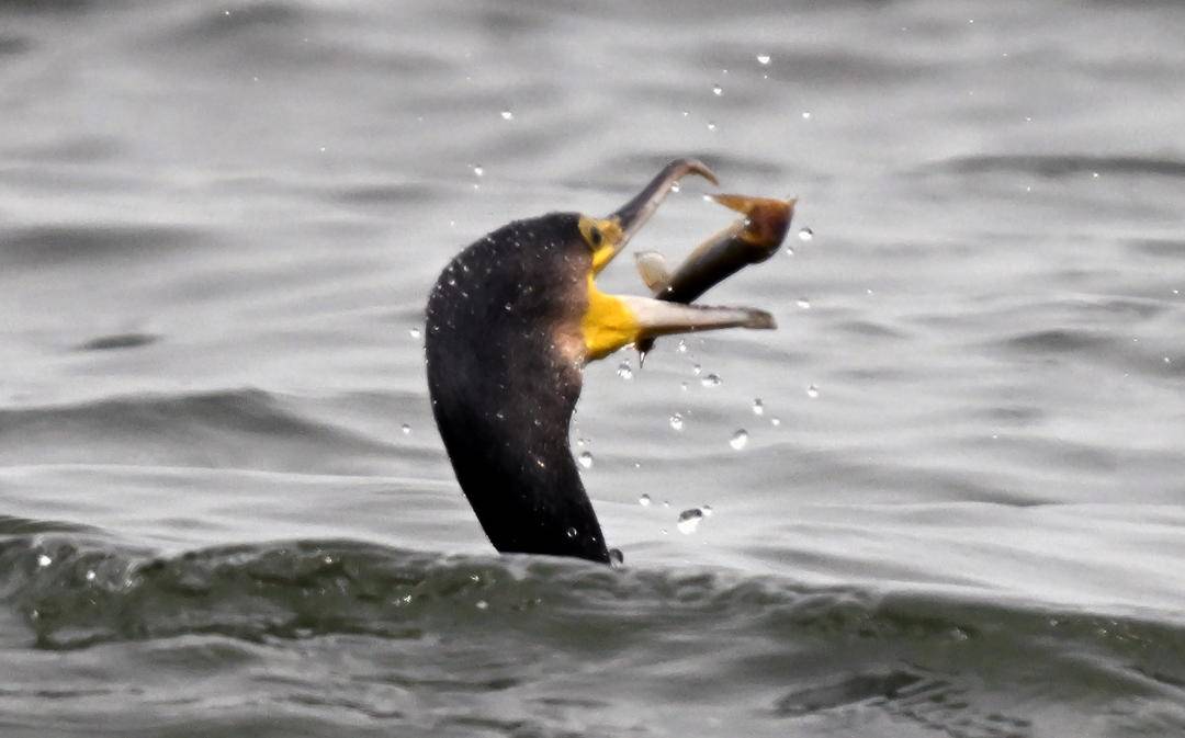 瀋陽丁香湖：水鳥翩躚，生態如畫