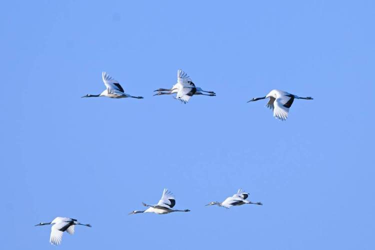 鶴群越冬遼河三角洲