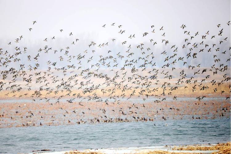 瀋陽：珍珠湖鳥浪來襲