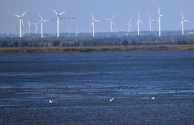 康平臥龍湖：候鳥翔集繪就生態絕美畫卷