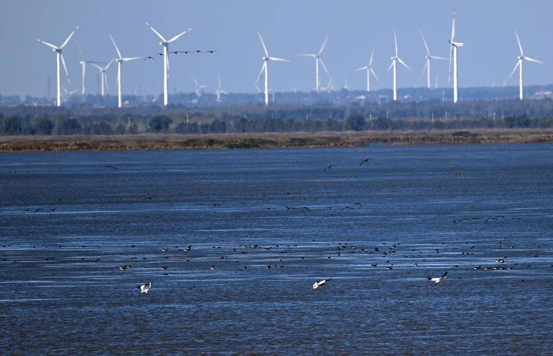康平臥龍湖：候鳥翔集繪就生態絕美畫卷