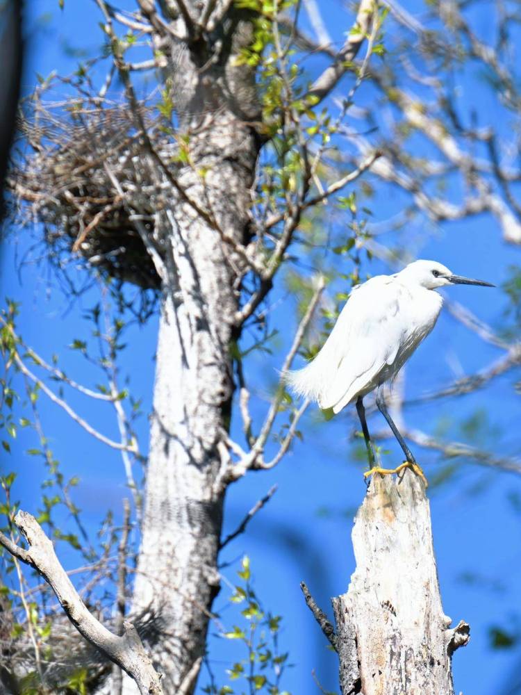 盤錦：十萬隻鷺鳥靜待遊客