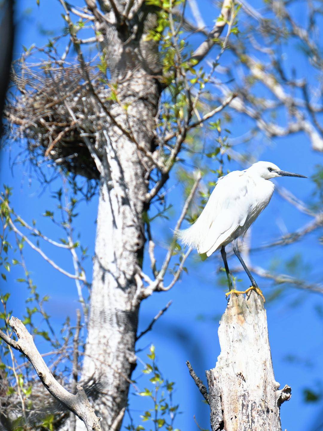 盤錦：十萬隻鷺鳥靜待遊客