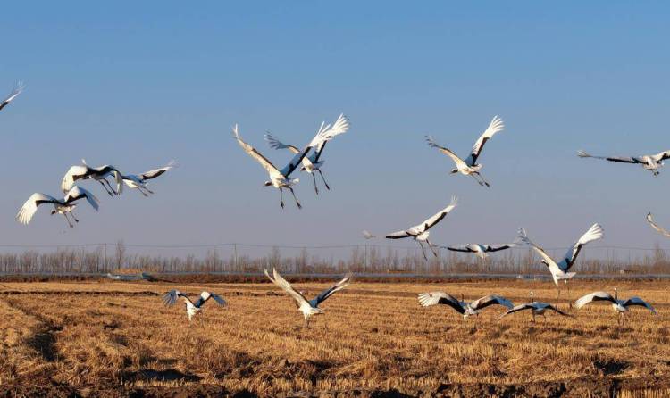 鶴群越冬遼河三角洲