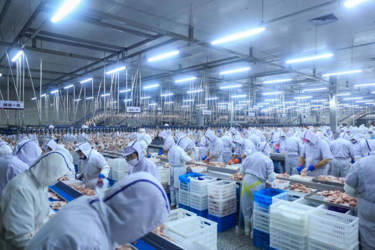 瀋陽：小小雞架如何“啄”開百億肉雞全産業鏈？