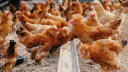 林下養雞打造生態富民新引擎