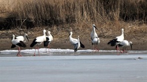 “鳥中國寶”現身瀋陽