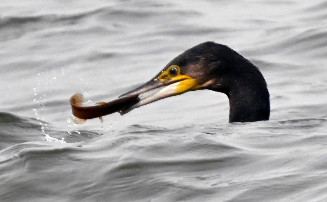 瀋陽丁香湖：水鳥翩躚，生態如畫