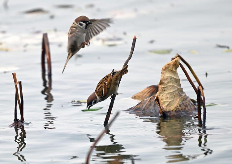 “雀”躍荷塘_fororder_麻雀5