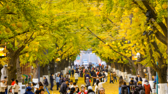 丹東百年銀杏鋪就“黃金大道”