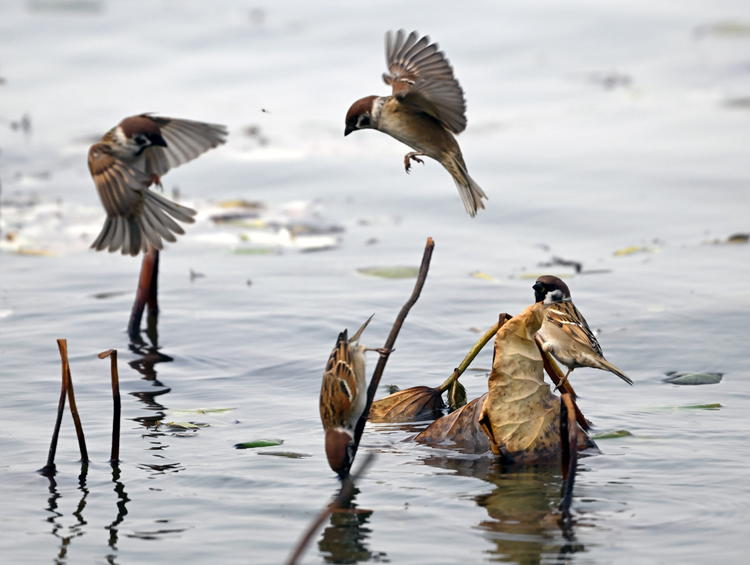 “雀”躍荷塘_fororder_麻雀3