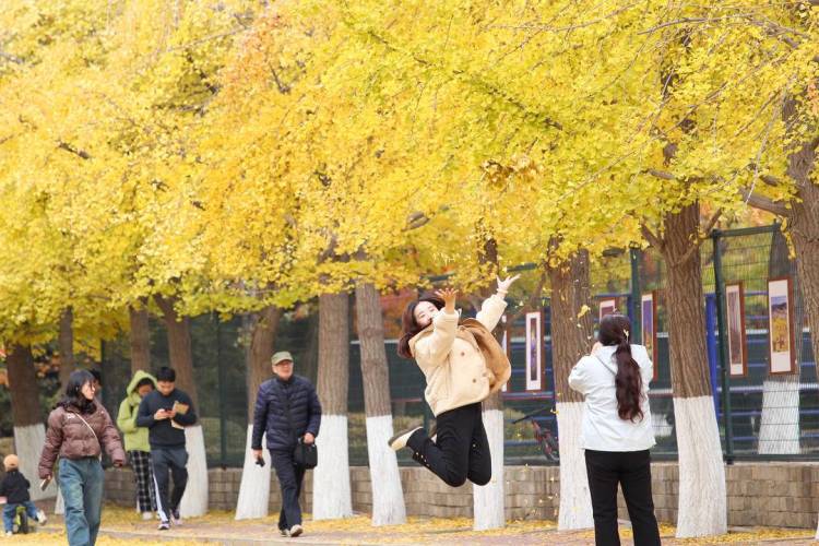 秋日限定款,漫天飛舞的金色浪漫